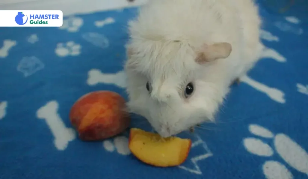 Preparing Nectarines for Hamsters