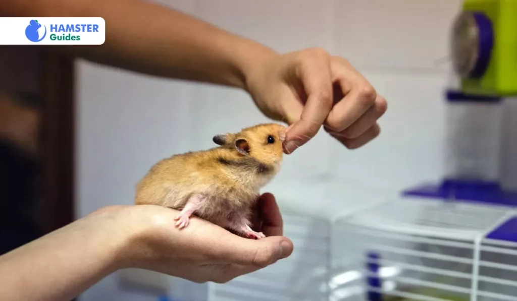 Preparing Sweet Potatoes for Your Hamster