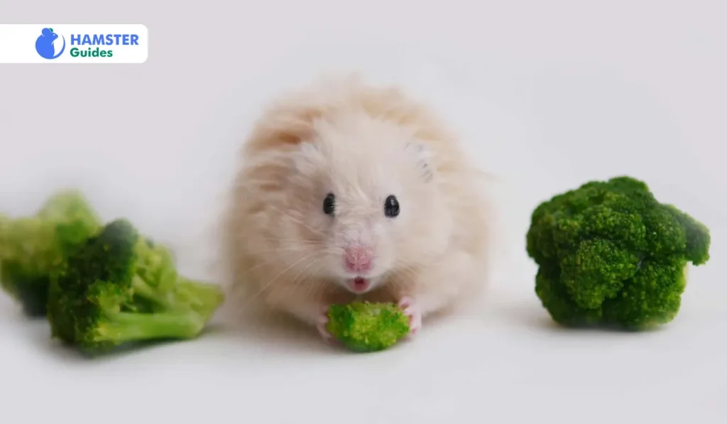 Pros and Cons of Broccoli for Hamsters