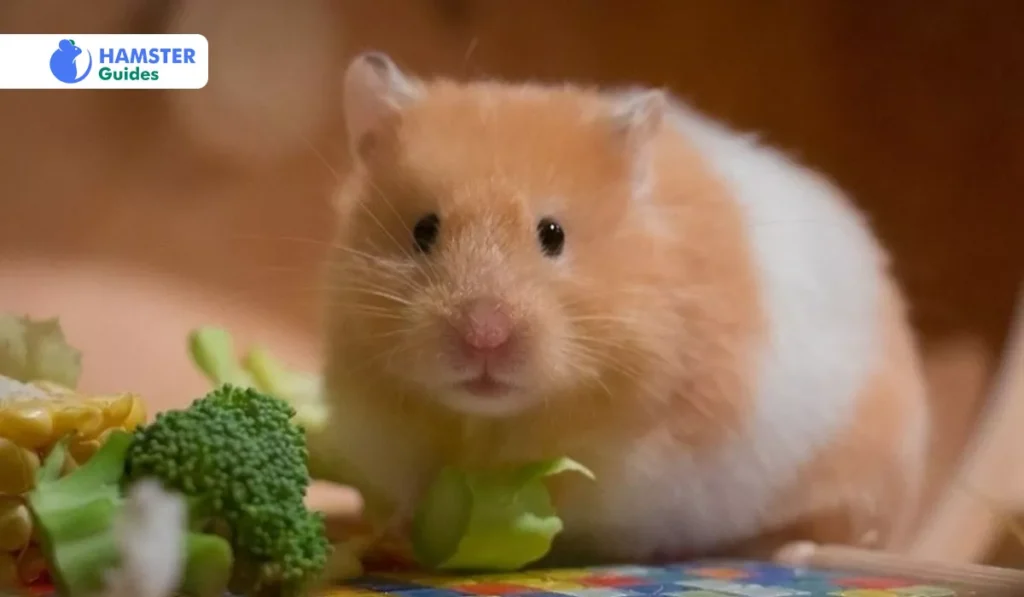 Recognizing the Diet of Your Hamster