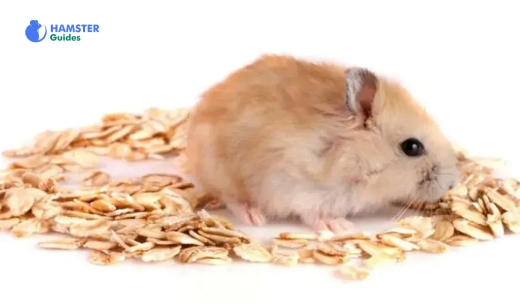 Risks Associated with Feeding Oats to Hamsters