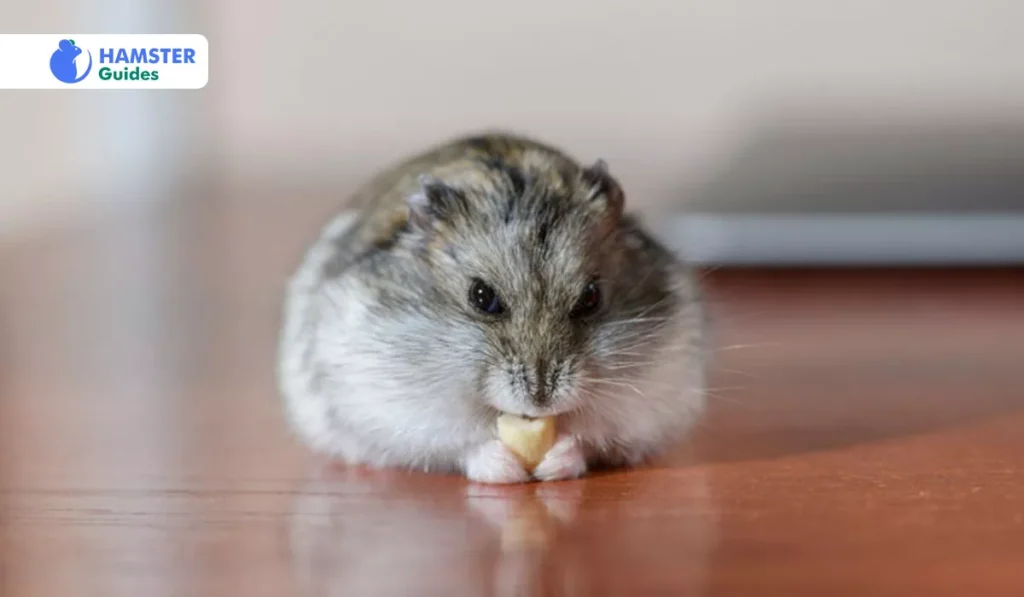 Risks Of Sweet Potatoes For Hamsters