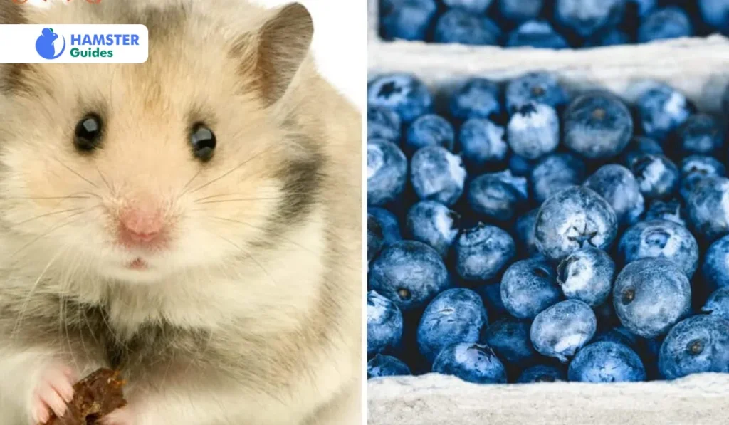 Risks of Overfeeding Blueberries to Hamsters