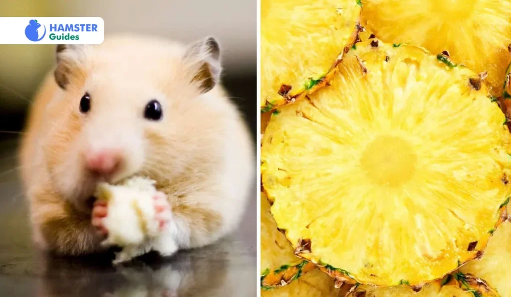 Risks of Pineapple for Hamsters