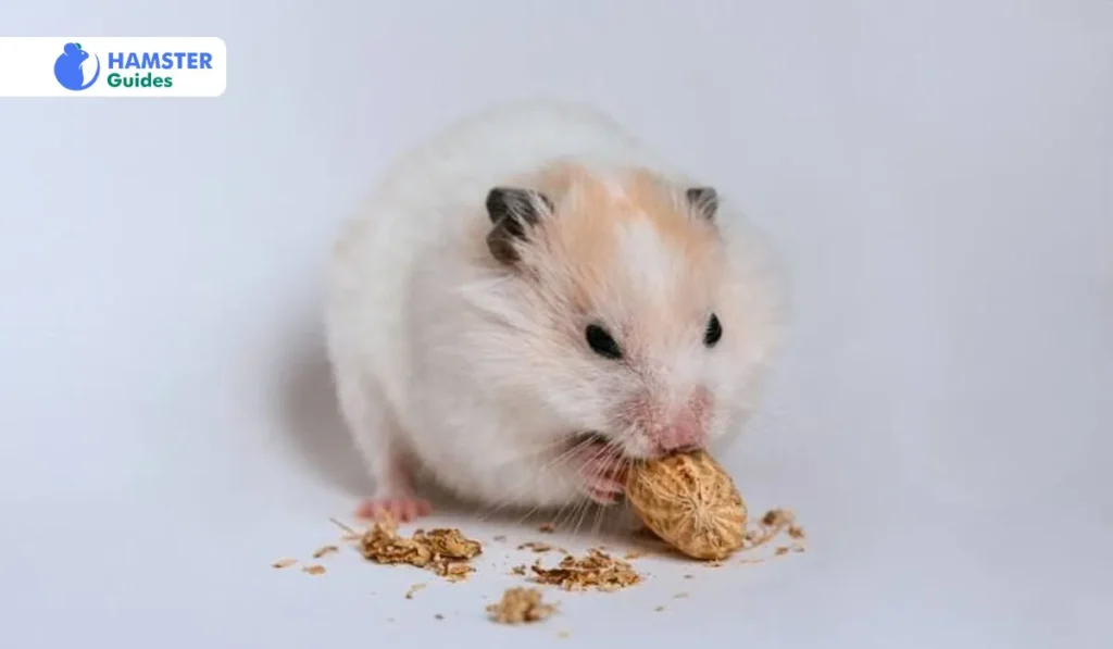 Risks of Roasted Peanuts for Hamsters