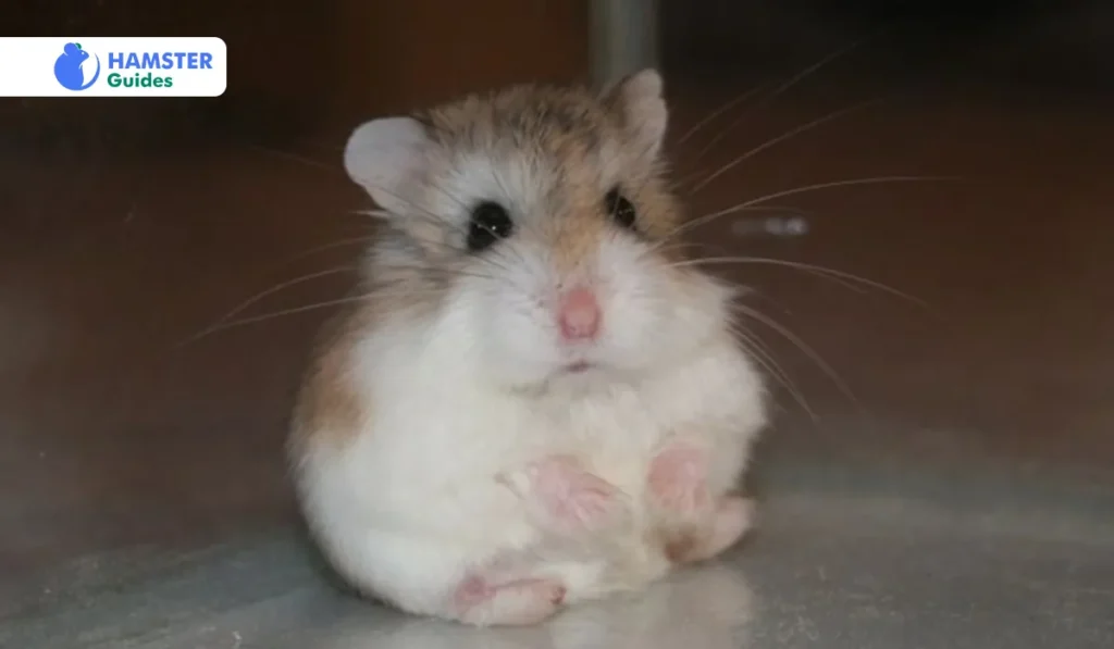 Robo Hamster Lifespan 