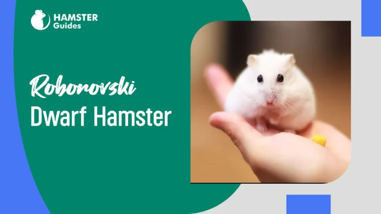 Roborovski Dwarf Hamster