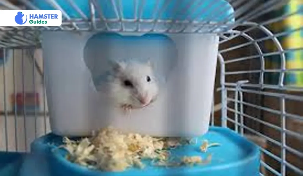 Roborovski Dwarf Hamster Cage Requirements 