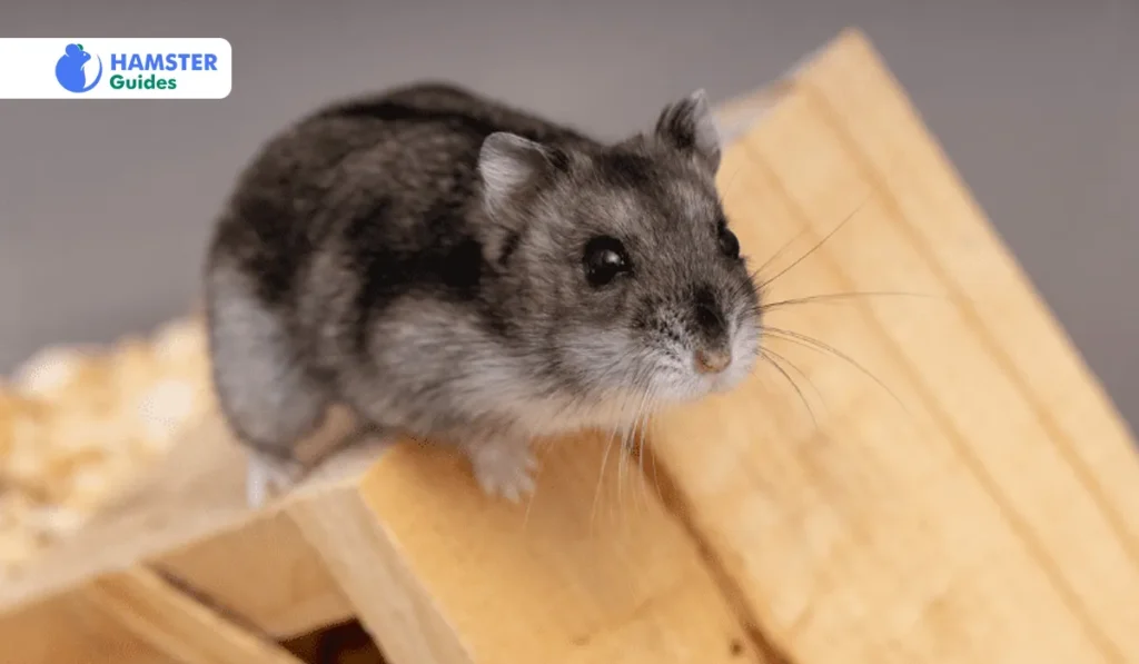 Roborovski and Other Dwarf Hamsters Species