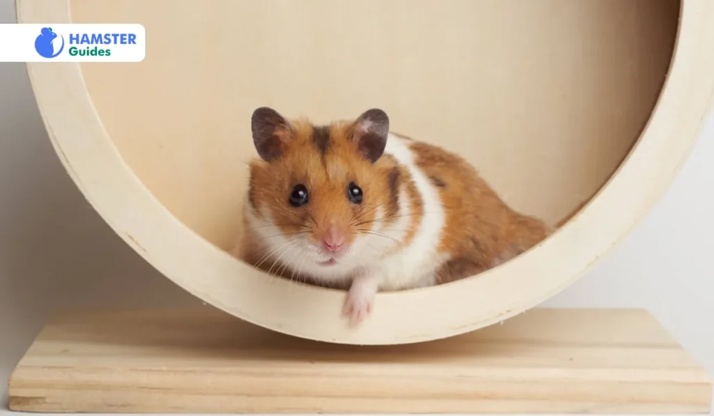 Russian Dwarf Hamster Lifespan 