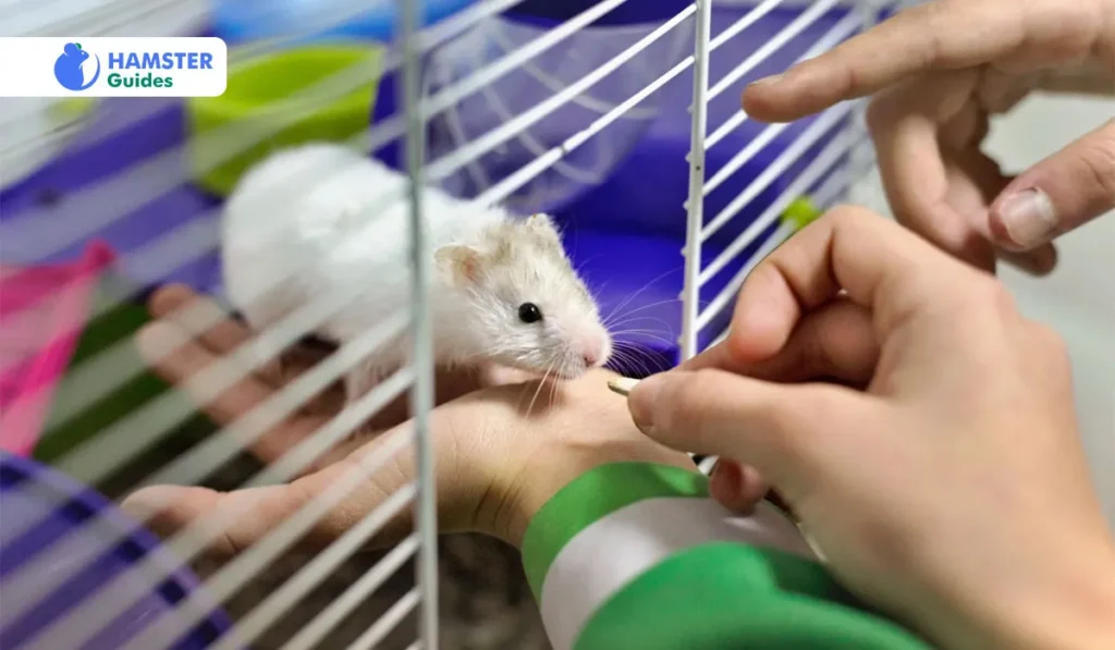 Safe Foods for Hamsters