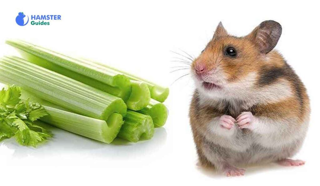 Safety and Suitability of Celery for Hamsters