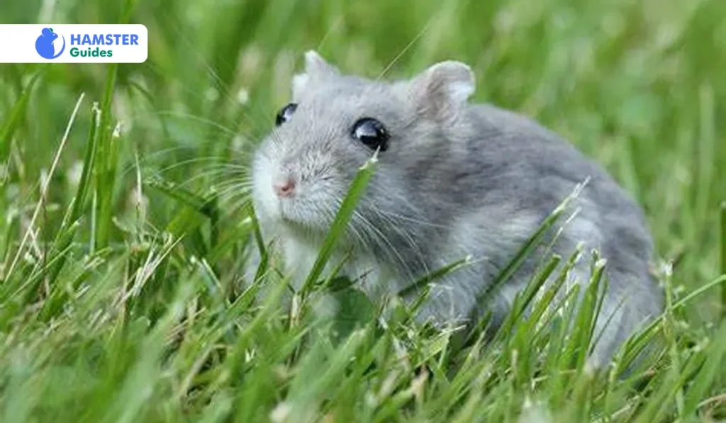 Selecting a Healthy Grey Dwarf Hamster 