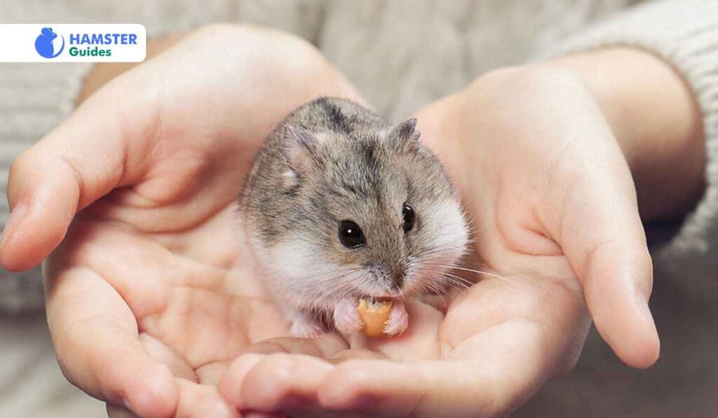 Signs of Allergic Reactions in Hamsters