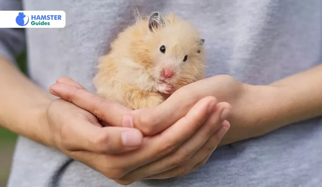Signs of Honey Overconsumption in Hamsters