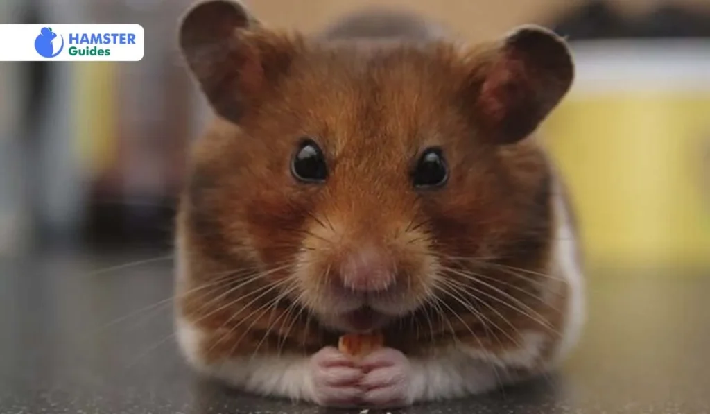 Syrian Hamsters