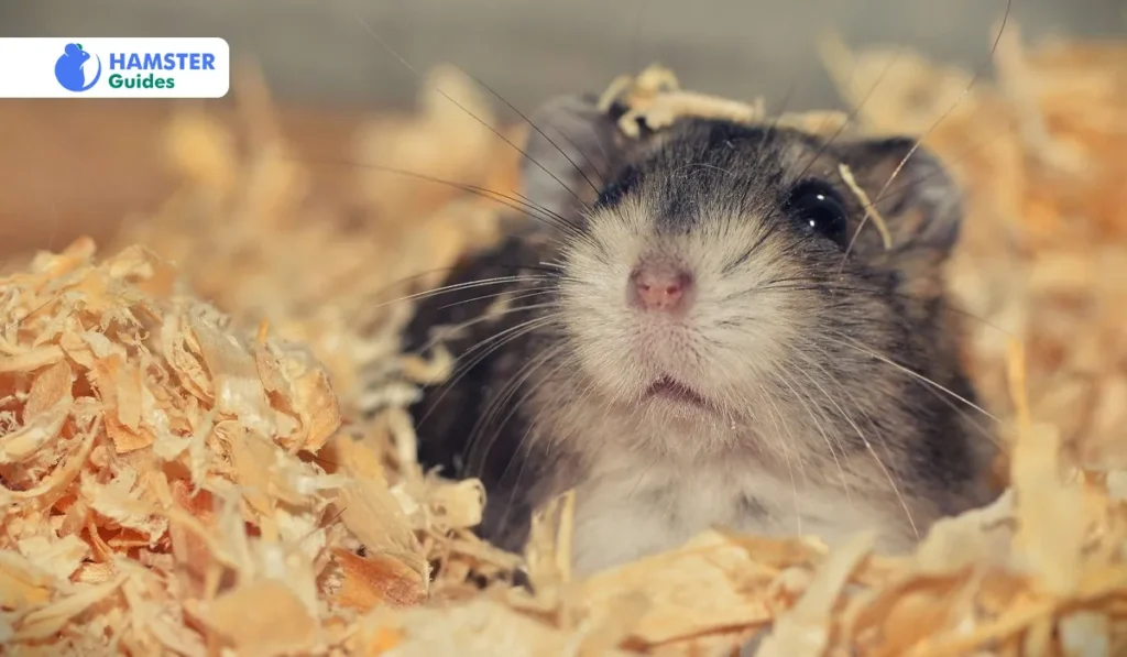 Technicalities For Dwarf Hamsters