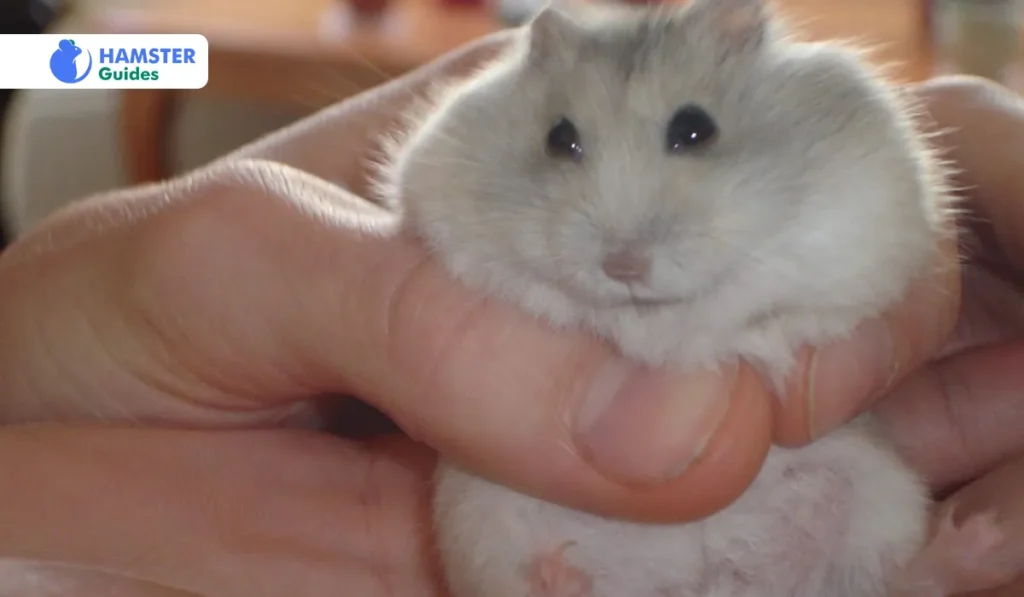 The Attractive Winter White Dwarf Hamsters