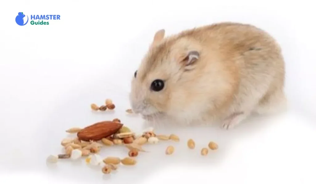 The Basics of a Hamsterโs Diet