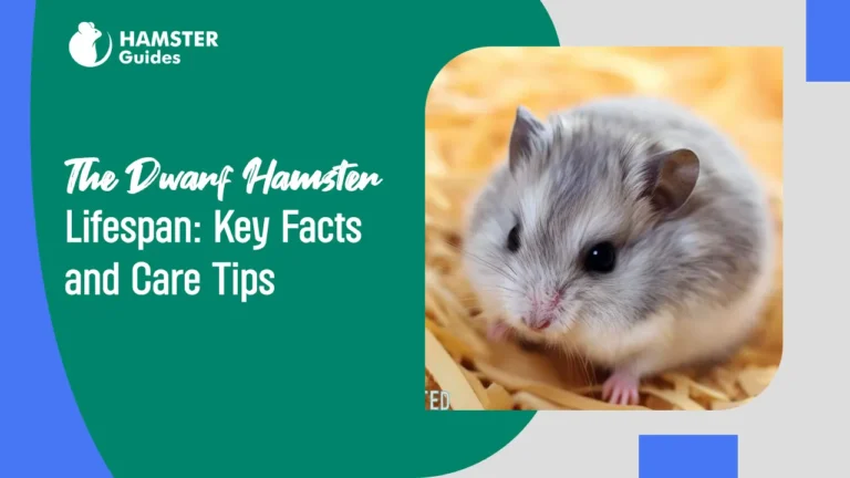 Dwarf Hamster Lifespan