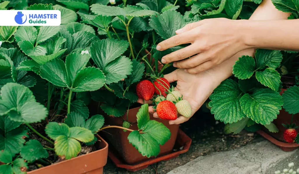The Easiness Associated with Strawberry Leaves