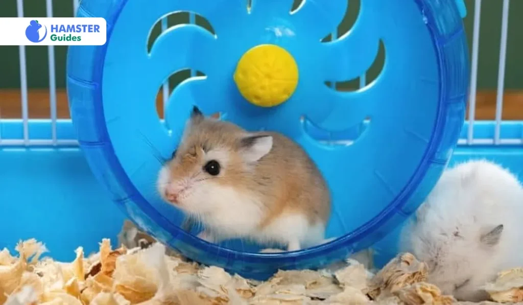The Exercise Wheel