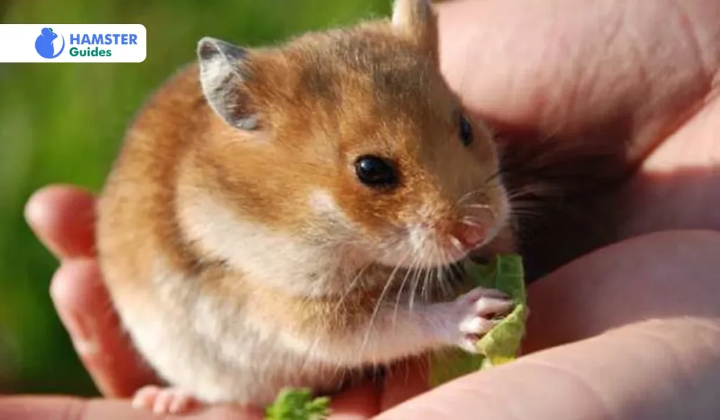 The Health And Well-Being Of Gansu Hamster