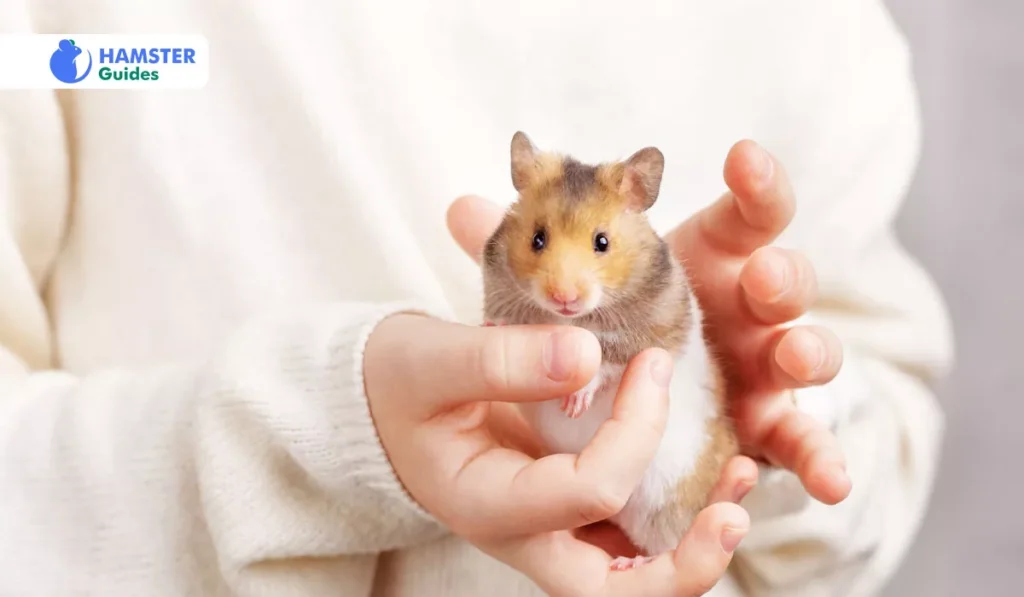 The Impact of Sugar on Hamster Health