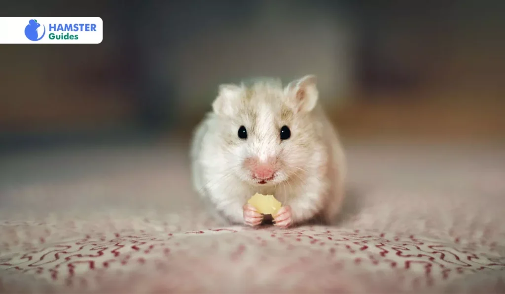 The Nutritional Boost Of Apples For Dwarf Hamster