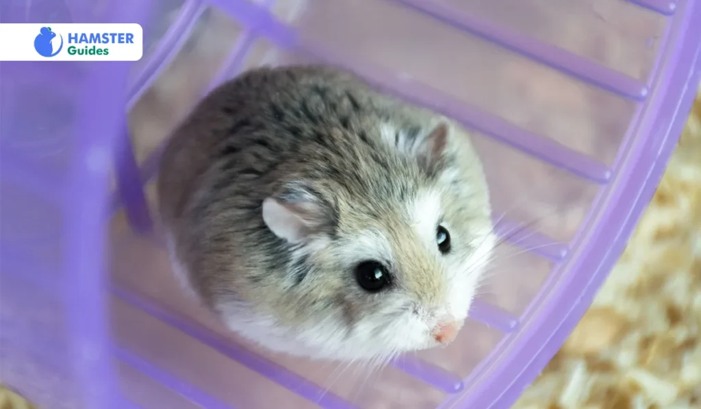 The Origin and History of the Roborovski Dwarf Hamster
