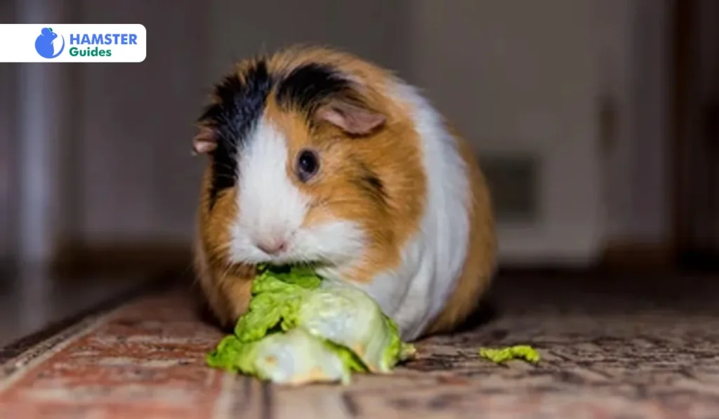 The Right Diet is Crucial: Hamster-Specific Considerations 