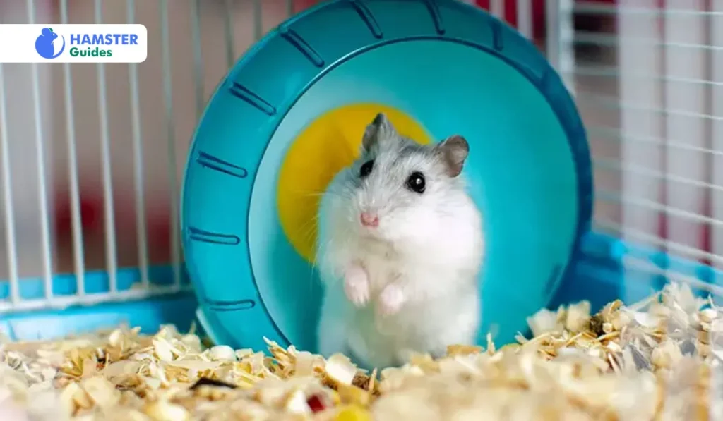 The Risks of Acidity in Hamsters