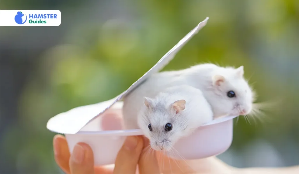 Risks of Feeding Scrambled Eggs to Hamsters