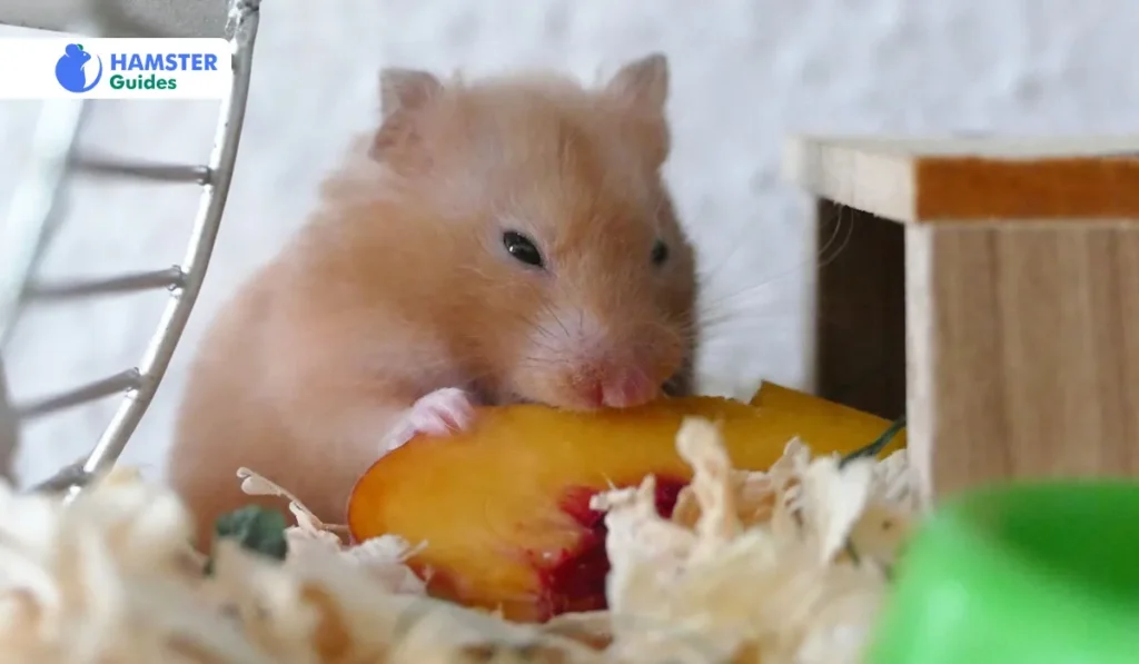 The Role of Fruits in Hamster Diet