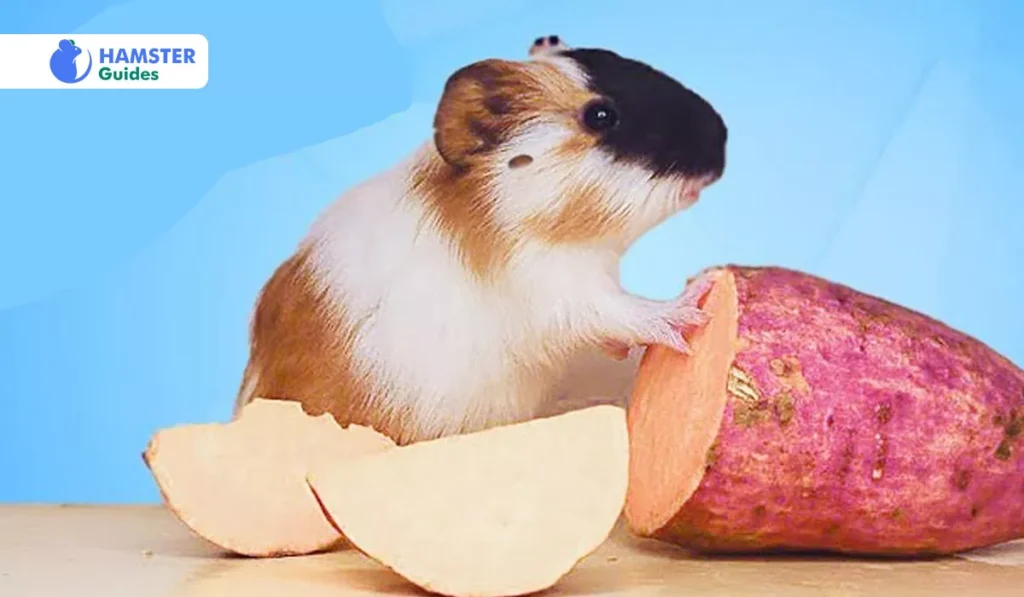 The Science Behind Hamsters and Sweet Potatoes
