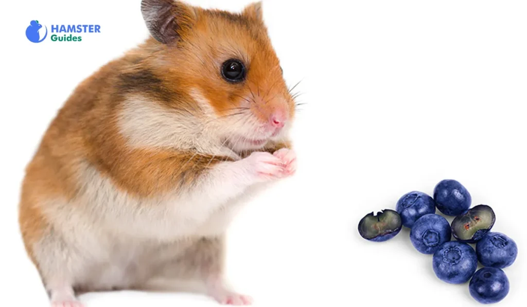 The Versatility of Hamster Species
