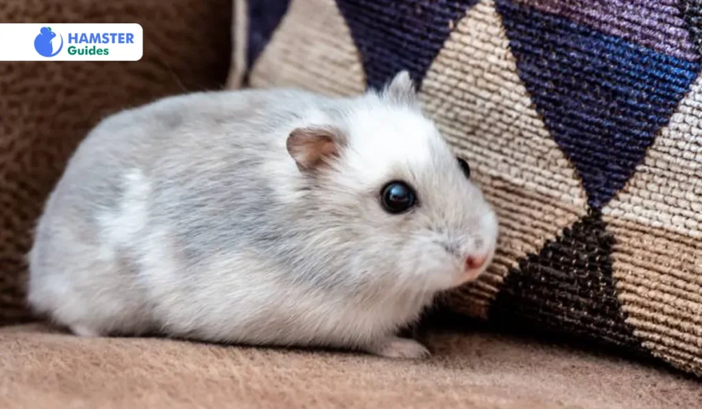 The Winter White Dwarf Hamsters A Lifetime Pet
