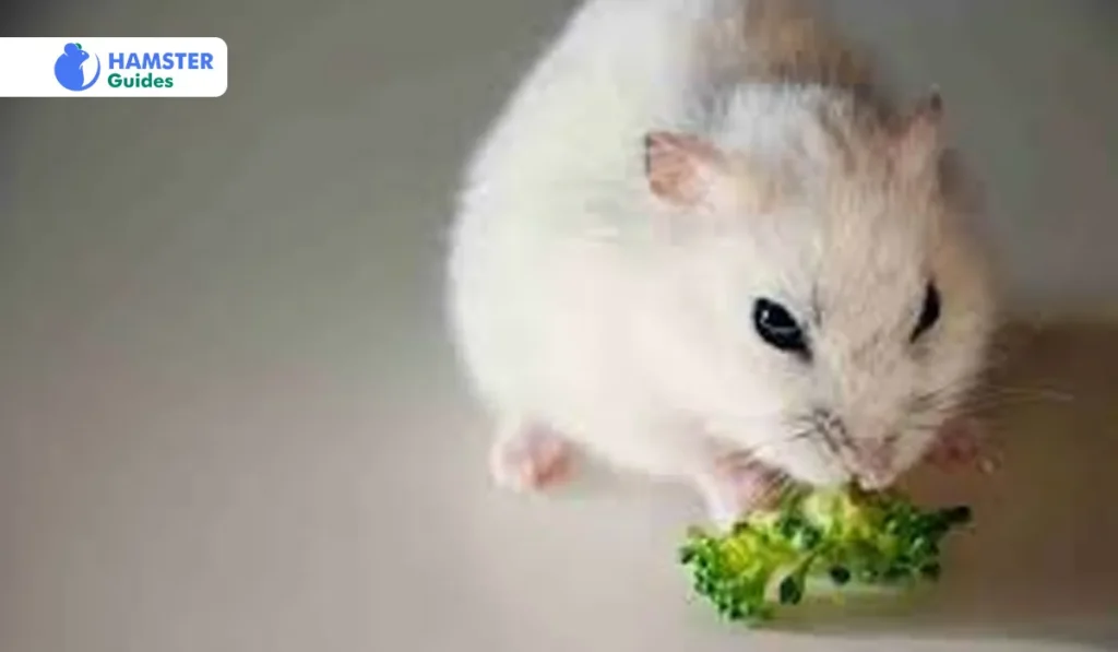 The risk involved in feeding Broccoli