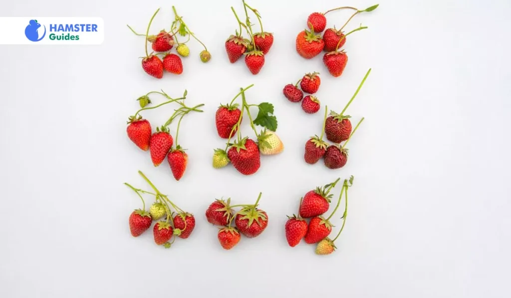 Things to Keep in Mind When Feeding Strawberry Leaves