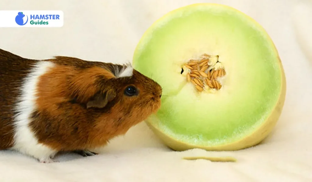 Tips for Offering Melon to Hamsters