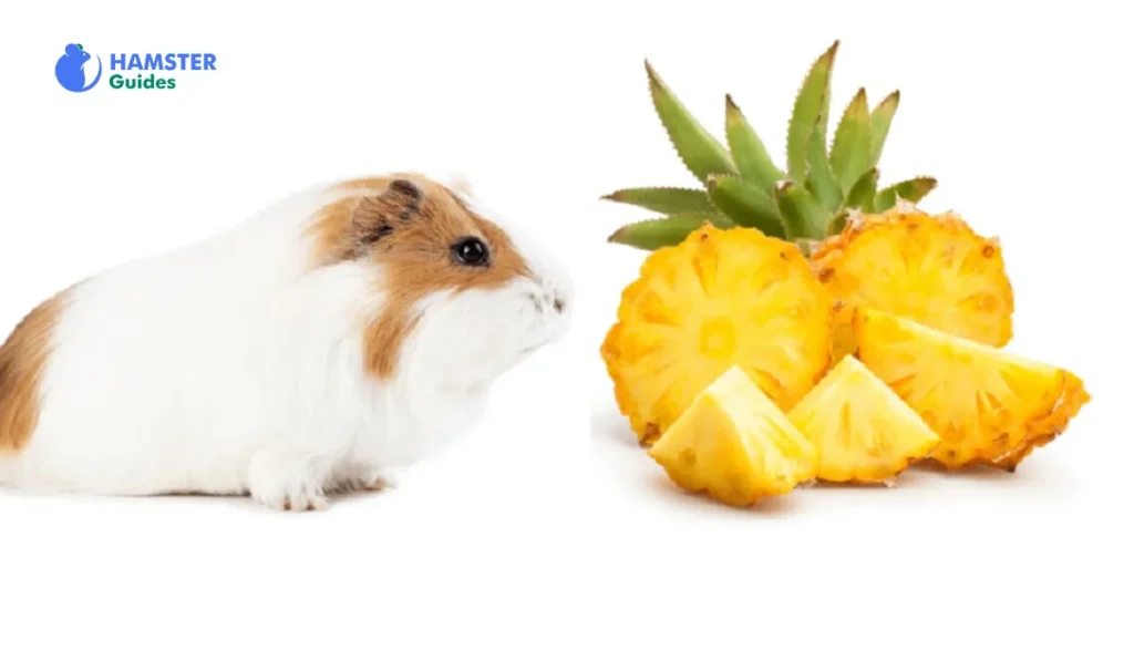Type of Pineapple for Hamsters