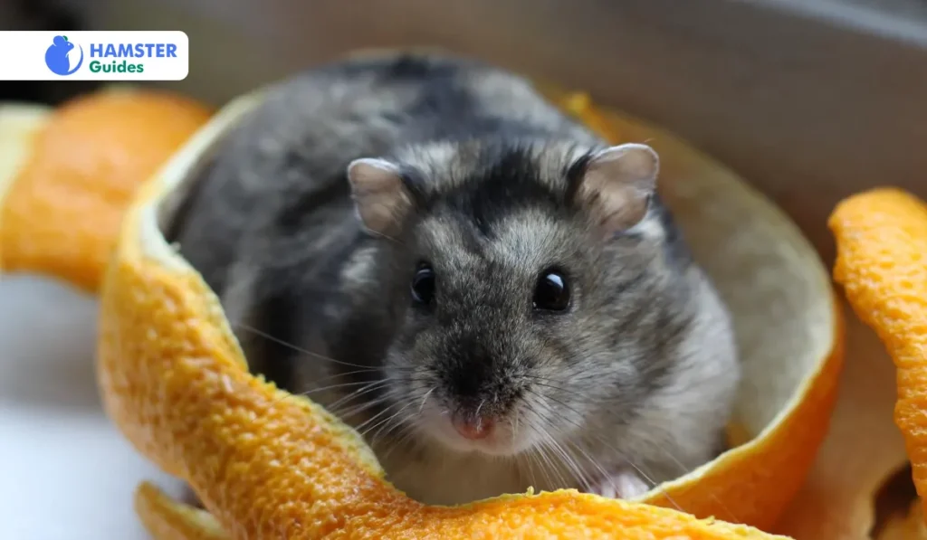 Understanding the Nature of Grey Dwarf Hamsters 