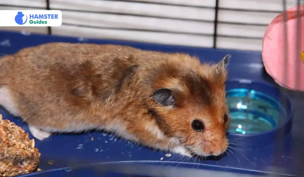 Understanding Hamster Hydration Needs