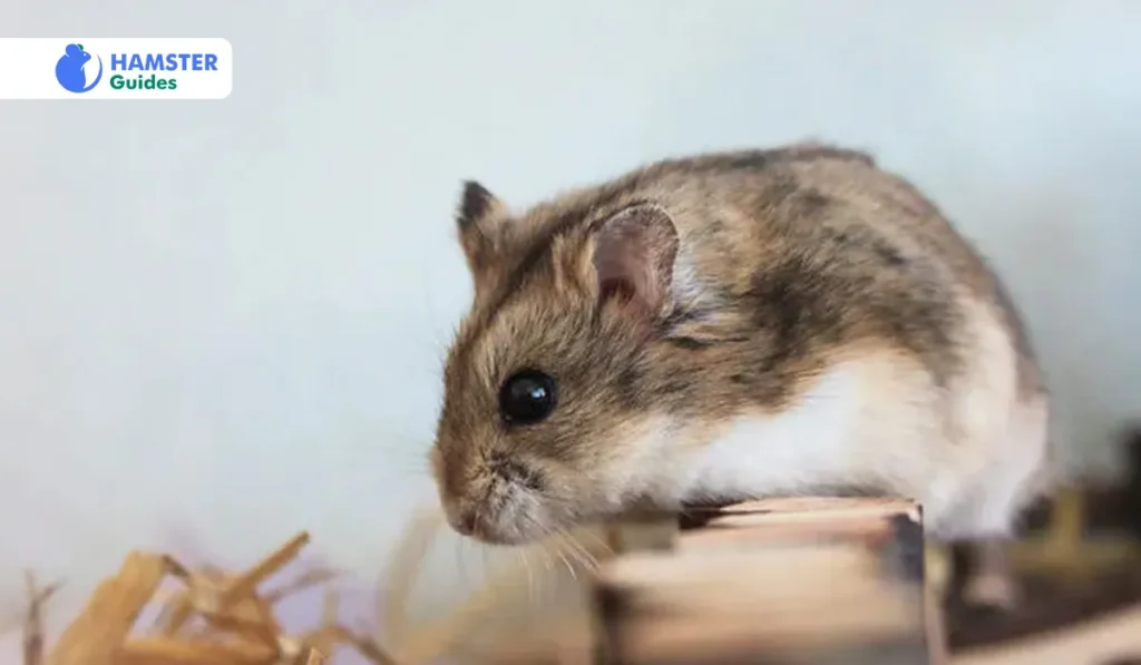 Understanding Hamster Nutrition