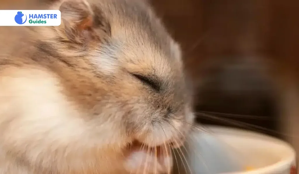 Understanding Hamster Sleep Behavior