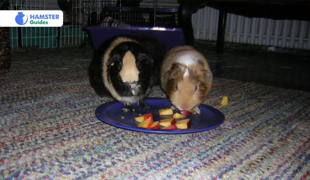 Understanding Your Hamster’s Diet