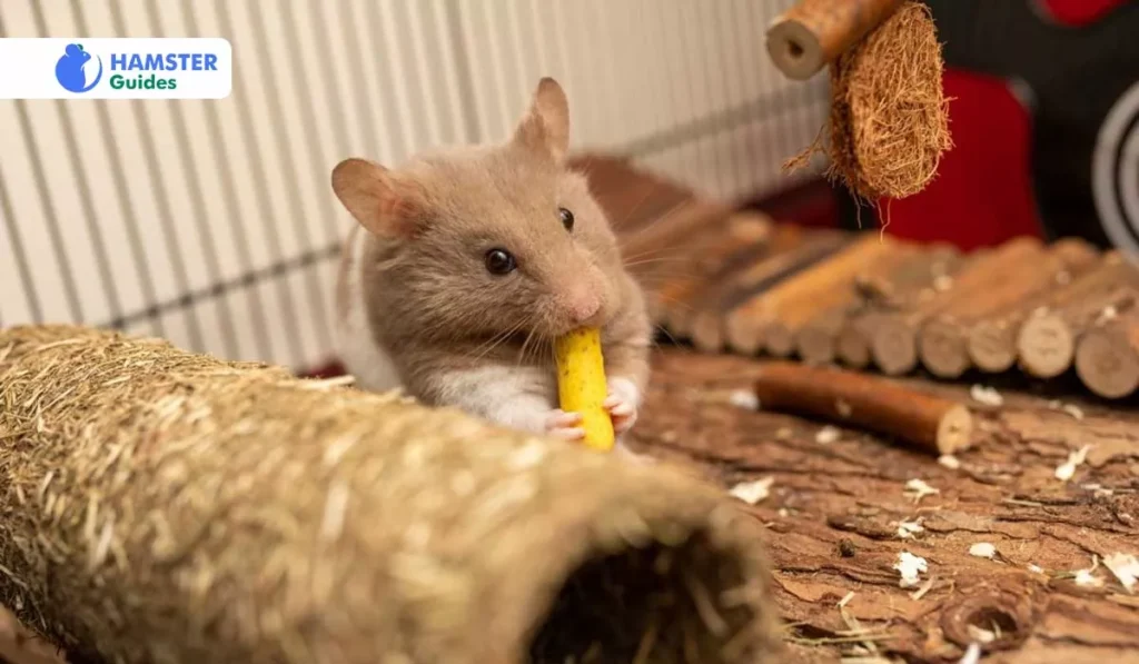 Understanding the Dietary Needs of Hamsters