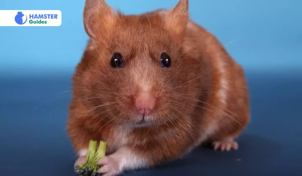 Unsafe Foods for Hamsters