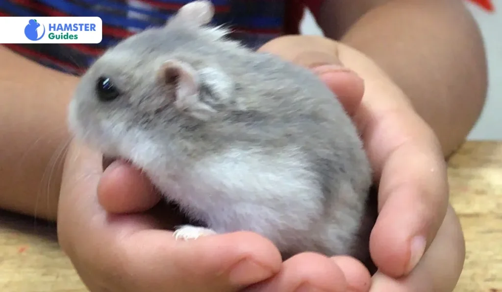 Unveiling The Adorable And Practicality Of Hamsters