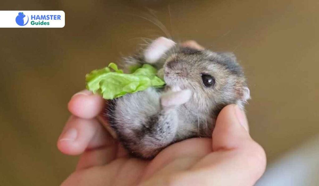 Varieties in the Diet of a Hamster and Introduction of New Foods